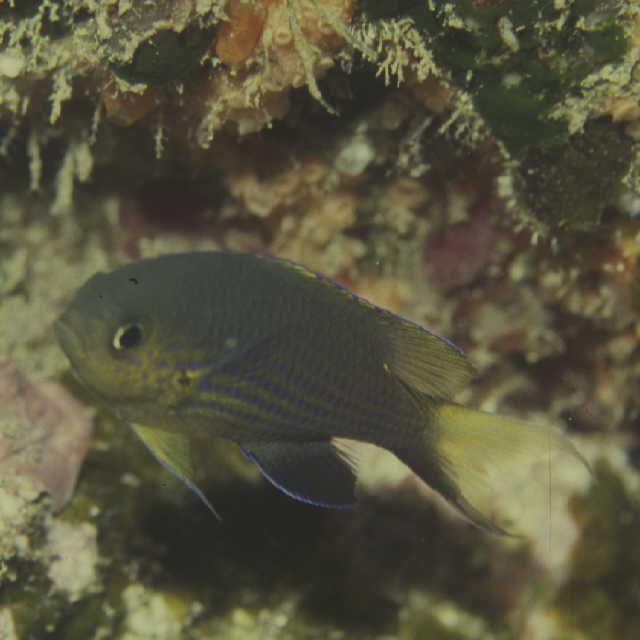 Chromis vanderbilti